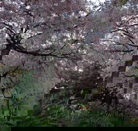 Wildwood Garden - Accommodation 4U