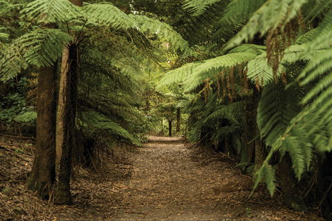 William Ricketts Sanctuary - Accommodation 4U 2