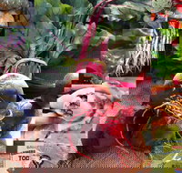 Ballina Farmers Market - Accommodation 4U