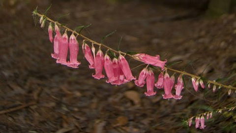 Belgrave - Accommodation 4U 0