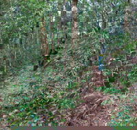 Blackbutt walking track - Accommodation 4U