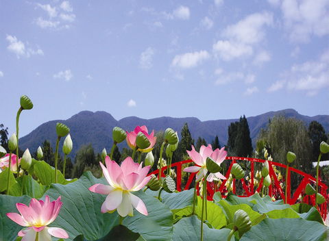 Blue Lotus Water Garden - Accommodation 4U 0