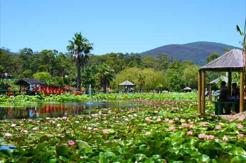 Blue Lotus Water Garden - Accommodation 4U 1