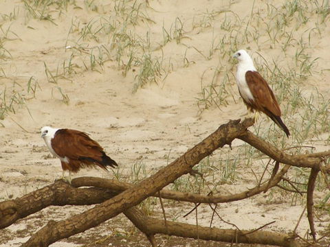 Broadwater National Park - Accommodation 4U 2