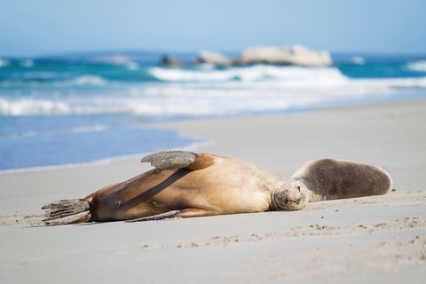 Cape Gantheaume Conservation Park And Wilderness Protection Area - Accommodation 4U 0