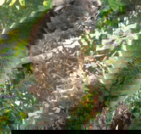 Caversham Wildlife Park - Accommodation 4U