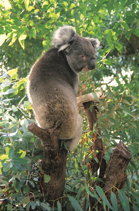 Caversham Wildlife Park - Accommodation 4U 0