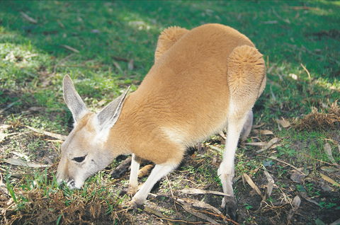 Caversham Wildlife Park - Accommodation 4U 1