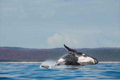 Fraser Coast Region - Accommodation 4U 1