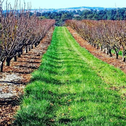Hall Family Orchards - Accommodation 4U 0