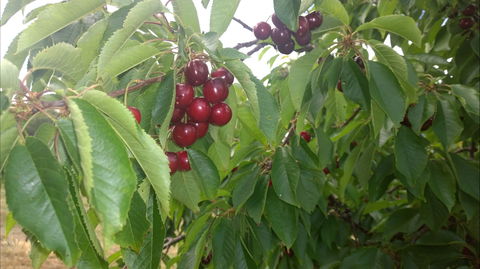 Martin's Orchard - Accommodation 4U 0
