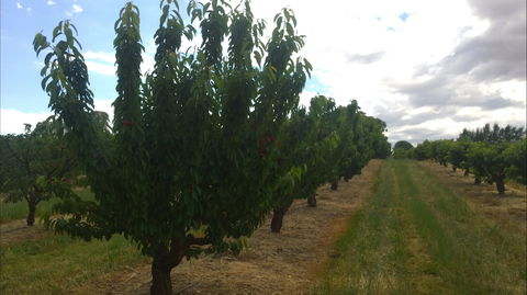 Martin's Orchard - Accommodation 4U 1
