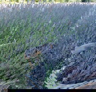 Melton - Accommodation 4U