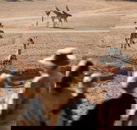 Monarto Safari Park - Accommodation 4U