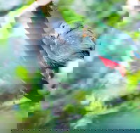 Satinbird Stroll - Accommodation 4U