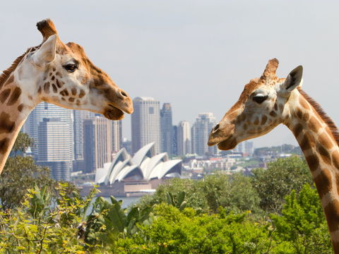 Taronga Zoo Combo Pass - Accommodation 4U 0