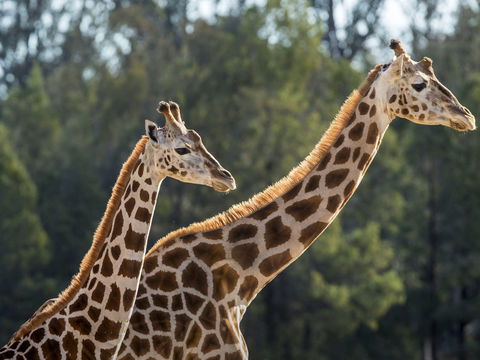 Taronga Zoo Combo Pass - Accommodation 4U 1
