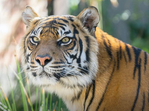 Taronga Zoo Combo Pass - Accommodation 4U 2