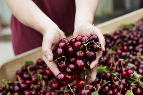 Yarra Valley Cherries - Accommodation 4U 0