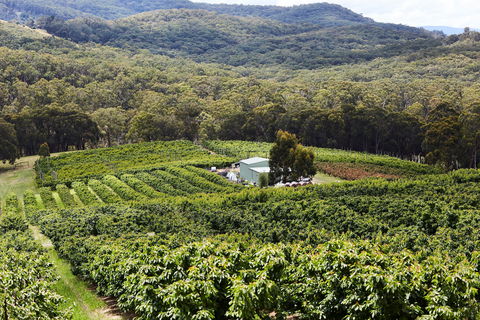 Yarra Valley Cherries - Accommodation 4U 2