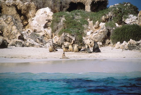 Australian Sea Lions - Accommodation 4U 0