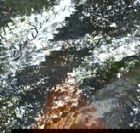 Bird Tree and Benaroon - Accommodation 4U