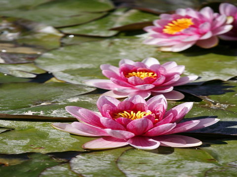 Dubbo Regional Botanic Garden - Closed Until Further Notice - Accommodation 4U 2