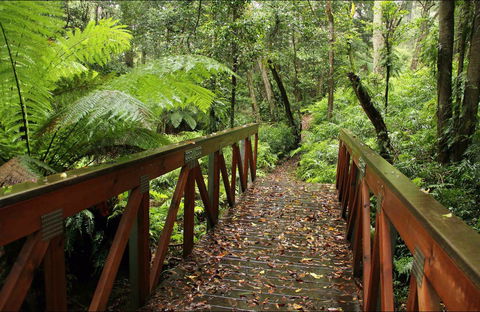 Goodenia Rainforest Walking Track - Accommodation 4U 0