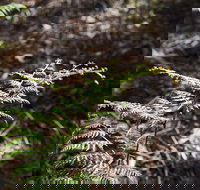 Langwarrin Flora and Fauna Reserve Walking Trails - Accommodation 4U