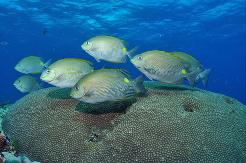 Lodestone Reef - Accommodation 4U 0