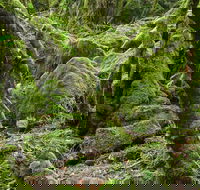 Lyrebird Walking Track - Accommodation 4U