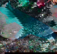 Middle Reef Dive Site - Accommodation 4U