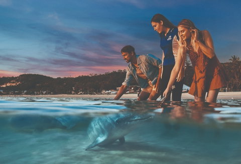 Tangalooma Wild Dolphin Feeding - Accommodation 4U 0