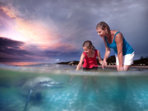 Tangalooma Wild Dolphin Feeding - Accommodation 4U 1