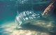Tangalooma Wild Dolphin Feeding - thumb 2