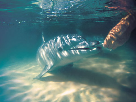 Tangalooma Wild Dolphin Feeding - Accommodation 4U 2