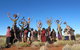 Tjanpi Desert Weavers - thumb 2
