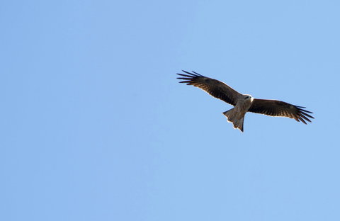 Yanga Lake Red Gum Bird Hide - Accommodation 4U 0