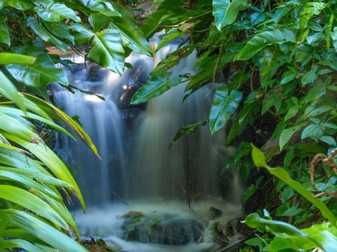 Brisbane Botanic Gardens Mount Coot-tha - Accommodation 4U 1