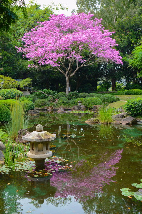 Brisbane Botanic Gardens Mount Coot-tha - Accommodation 4U 2