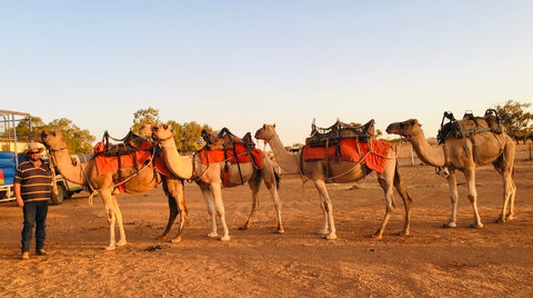Broken Hill Camels - Accommodation 4U 0