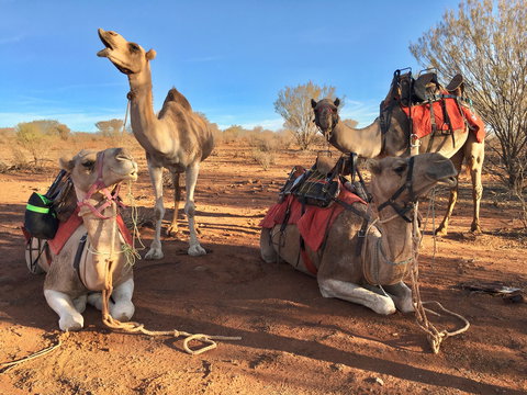Broken Hill Camels - Accommodation 4U 1