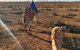 Broken Hill Camels - thumb 2