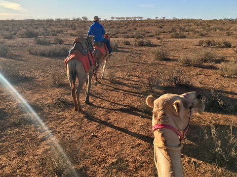 Broken Hill Camels - Accommodation 4U 2
