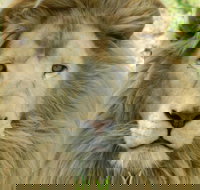 Darling Downs Zoo - Accommodation 4U