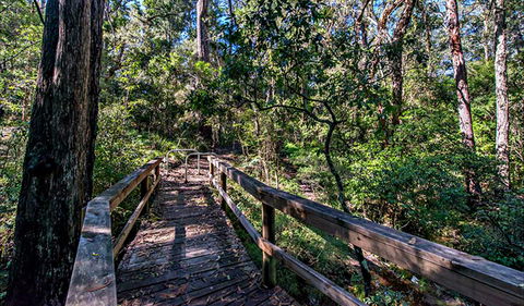 Dawson River Walking Track - Accommodation 4U 0