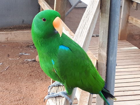Eyre Reptile & Wildlife Park - Accommodation 4U 0