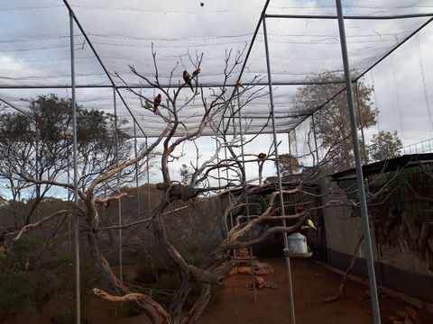Eyre Reptile & Wildlife Park - Accommodation 4U 2