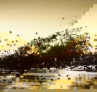 Kinchega Homestead Billabong Walk - Accommodation 4U