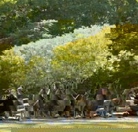 Lone Pine Koala Sanctuary - Accommodation 4U